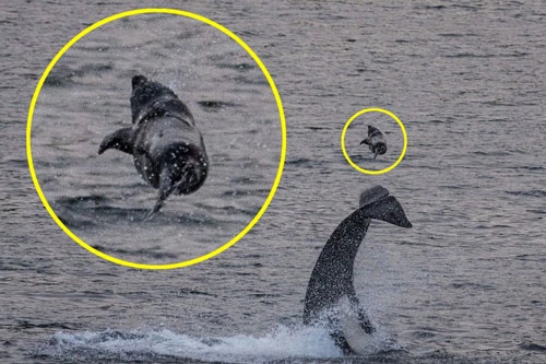 Cá voi sát thủ dùng đuôi quật chết hải cẩu.