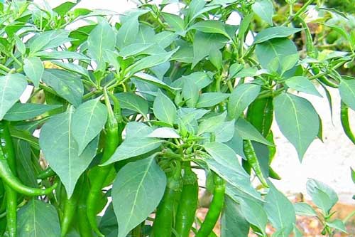 Đây là loại lá cây "vô tình bị lãng quên" nhưng chữa được rất nhiều bệnh nguy hiểm