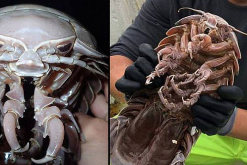 Khám phá loài gián biển khổng lồ ở Indonesia