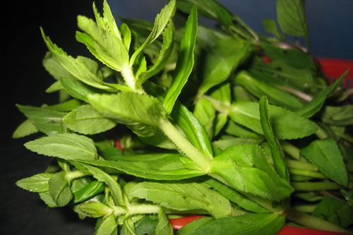 Bị những bệnh này khỏi cần dùng thuốc Tây tốn tiền, hại sức khỏe, cứ dùng rau ngổ (ngò ôm) là khỏi