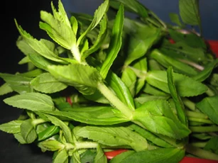 Bị những bệnh này khỏi cần dùng thuốc Tây tốn tiền, hại sức khỏe, cứ dùng rau ngổ (ngò ôm) là khỏi