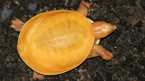 Chú rùa bạch tạng với màu vàng óng đã thu hút rất nhiều sự chú ý.