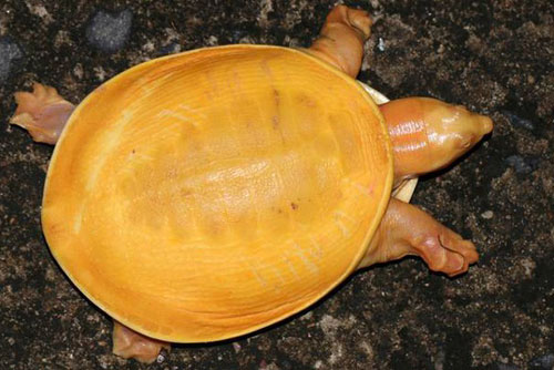 Thích thú rùa bị bạch tạng nhưng có màu vàng siêu hiếm