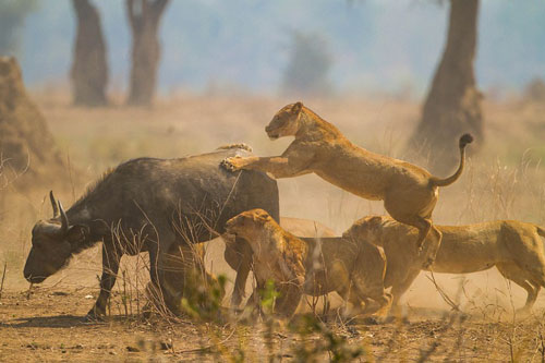 Trâu rừng chết thảm khi lọt vào vòng vây của bầy sư tử