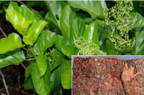 Chỉ với 1 nắm lá sẵn có trong vườn này: Người bị viêm gan, xơ gan đến mấy cũng khỏi trong vòng 2 tháng