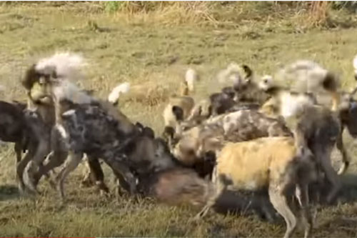 CLIP: Lợn bướu tan xương nát thịt dưới nanh vuốt đàn chó hoang