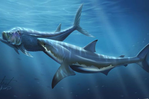 Cretoxyrhina: Loài cá mập thời tiền sử còn đáng sợ hơn cả Megalodon