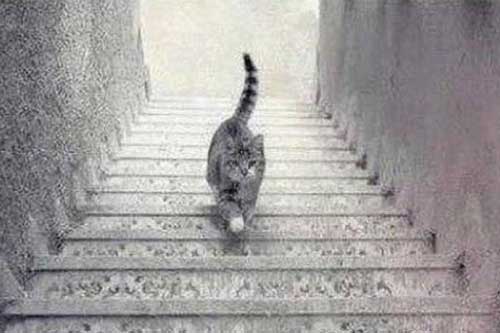 Trắc nghiệm: Con mèo đi lên hay đi xuống? Câu trả lời sẽ tiết lộ năng lực đặc biệt của bạn