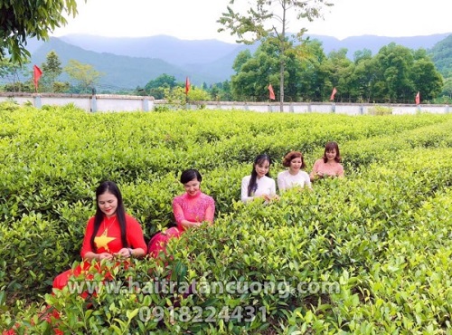 Địa chỉ mua trà Thái Nguyên uy tín giá tốt – Hải Trà Tân Cương