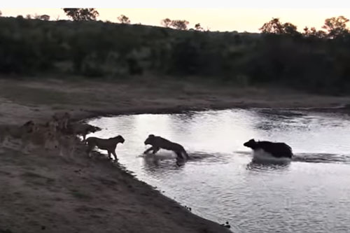 CLIP: Trâu rừng thoát chết "thần kỳ" khi bị đàn sư tử tấn công