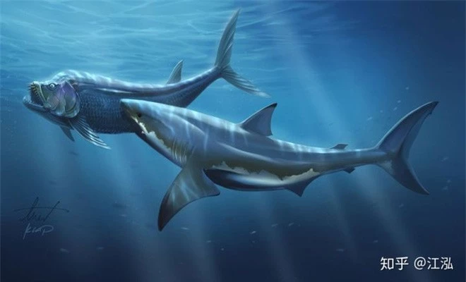 Cretoxyrhina: Loài cá mập thời tiền sử còn đáng sợ hơn cả Megalodon - Ảnh 12.