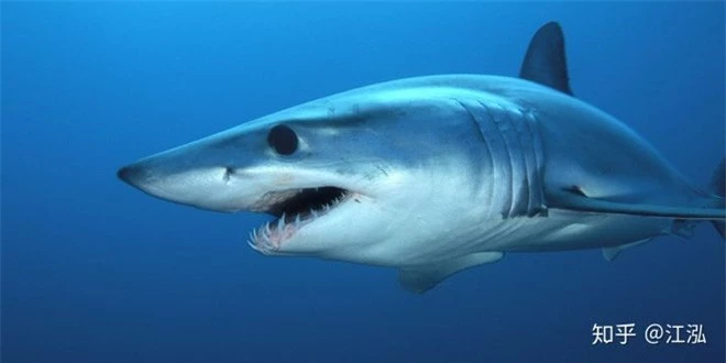 Cretoxyrhina: Loài cá mập thời tiền sử còn đáng sợ hơn cả Megalodon - Ảnh 4.