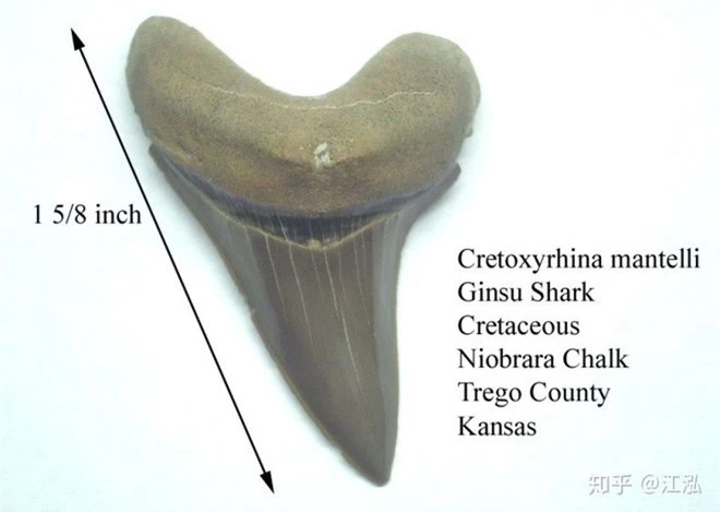 Cretoxyrhina: Loài cá mập thời tiền sử còn đáng sợ hơn cả Megalodon - Ảnh 5.