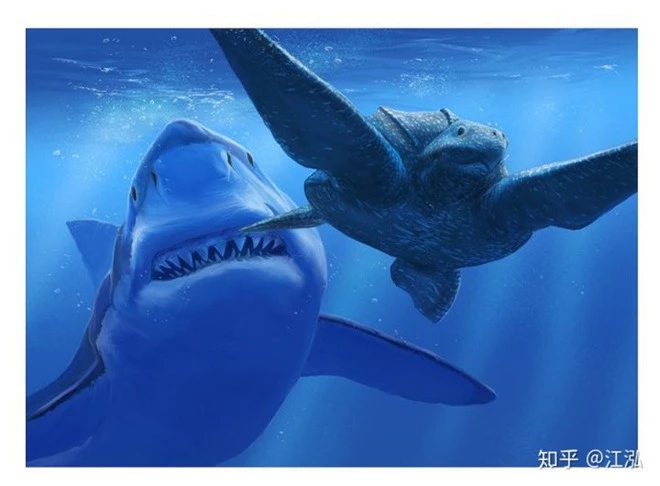 Cretoxyrhina: Loài cá mập thời tiền sử còn đáng sợ hơn cả Megalodon - Ảnh 7.
