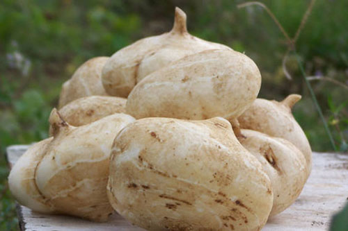 Ăn củ đậu (củ sắn) kiểu này bổ hơn 'nhân sâm nghìn năm', vừa tốt cho sức khỏe lại làm đẹp da