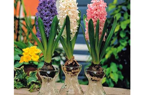 6 loại cây phong thủy không cần đất, trồng trong nhà cực kỳ may mắn