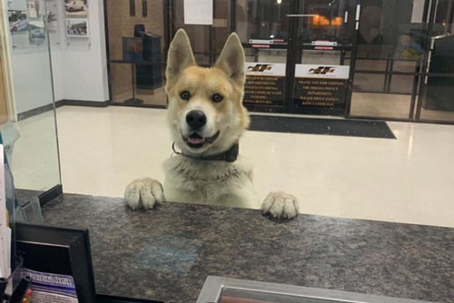 Mải chơi đi lạc, chú chó tự tìm đến đồn công an để báo cáo 'cháu đang bị mất tích ạ'