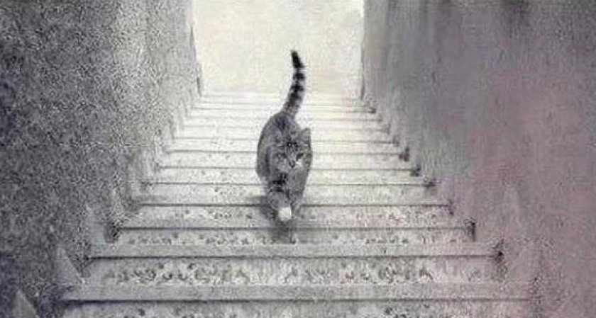 Con mèo đi lên hay đi xuống?