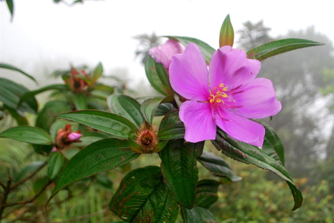 9 loại cây giải độc khi bị rắn cắn, côn trùng đốt, ngộ độc thực phẩm…