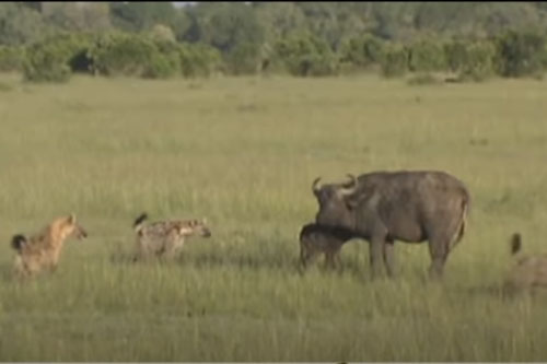 CLIP: Nghé con bị đàn linh cẩu tấn công và cái kết