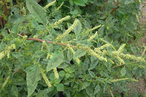 Tác dụng thần kỳ của rau dền gai với sức khỏe con người