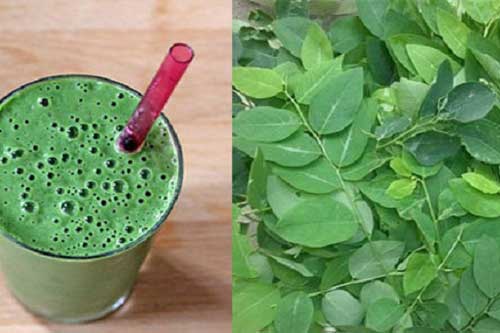 Chỉ 1 nắm rau ngót mẹ có thể trị 6 bệnh thường gặp cho con