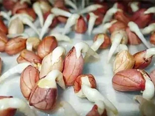 Hướng dẫn cách trồng rau mầm lạc tươi ngon, đơn giản tại nhà