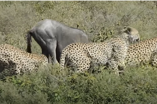 CLIP: Linh dương đầu bò bỏ mạng dưới nanh vuốt của đàn báo săn