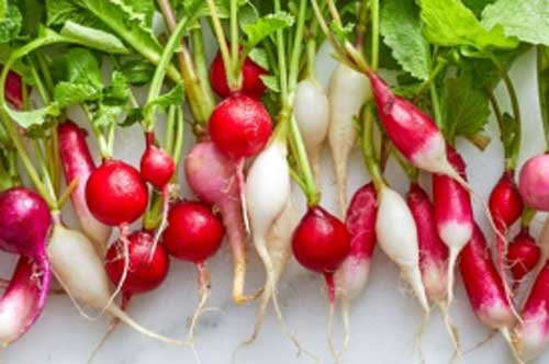 Đây là loại củ lâu đời nhất thế giới: Có đến 9 lợi ích kỳ diệu với sức khỏe, không phải ai cũng biết