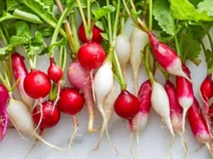 Đây là loại củ lâu đời nhất thế giới: Có đến 9 lợi ích kỳ diệu với sức khỏe, không phải ai cũng biết