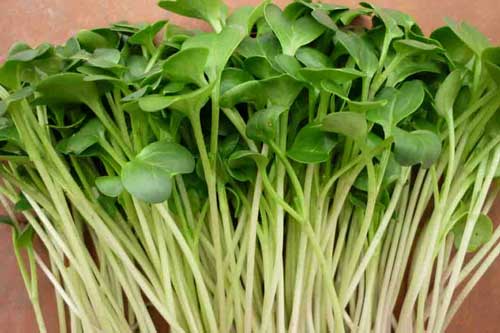 Hướng dẫn cách trồng rau mầm cải ngọt tươi ngon, đơn giản tại nhà