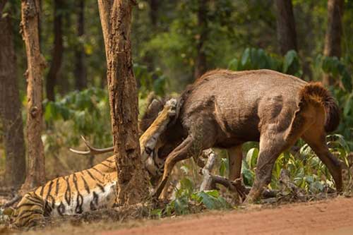 Miếng ăn tận miệng hổ còn vuột mất đầy ấm ức