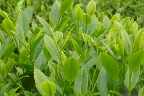 Nông dân đón đầu cơ hội từ EVFTA