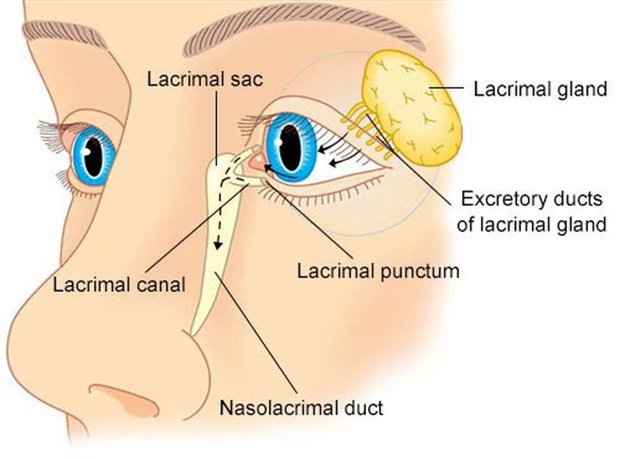 Giải mã bí ẩn của haemolacria: Chứng bệnh khiến những cô gái Ấn Độ khóc ra máu - Ảnh 6.