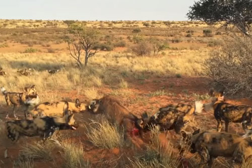 CLIP: Trốn dưới hang đất, lợn bướu vẫn không thoát khỏi nanh vuốt đàn chó hoang