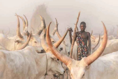 Một thành viên bộ tộc Mundari bên cạnh đàn bò.