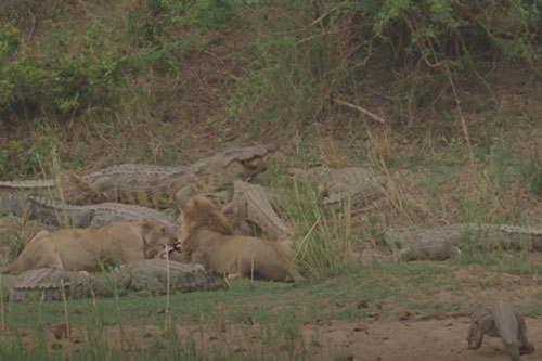 CLIP: Hai con sư tử  "ngồi chung bàn tiệc" với đàn cá sấu