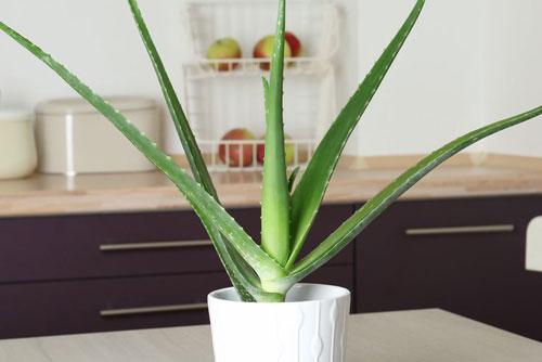 Gợi ý 9 loại cây cảnh tốt nhất có thể trồng trong bếp để làm sáng không gian nhà bạn