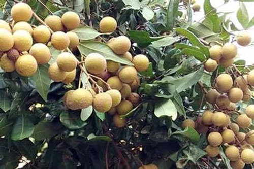 Lô nhãn tươi đầu tiên của Hải Dương xuất khẩu sang loạt thị trường cao cấp
