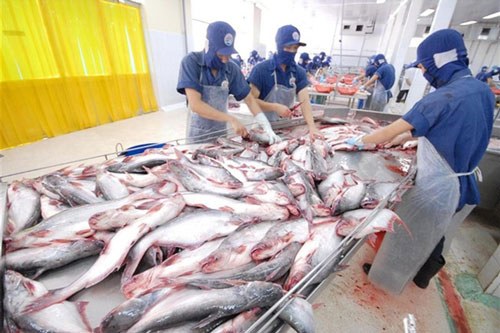 Cá tra tìm đường tiêu thụ trong dịch COVID-19