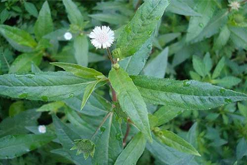 Cây nhọ nồi chính là "vị cứu tinh" của những người bị gan nhiễm mỡ