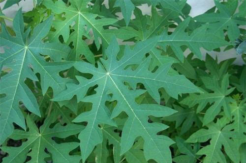 Loại lá được mệnh danh là 'thần dược' ngừa ung thư và hàng chục bệnh khác mà nhiều người Việt Nam vứt bỏ