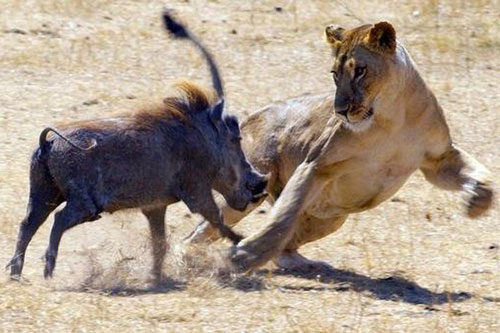 Lợn bướu tinh ranh khiến sư tử vất vả truy sát vẫn ‘xôi hỏng bỏng không’