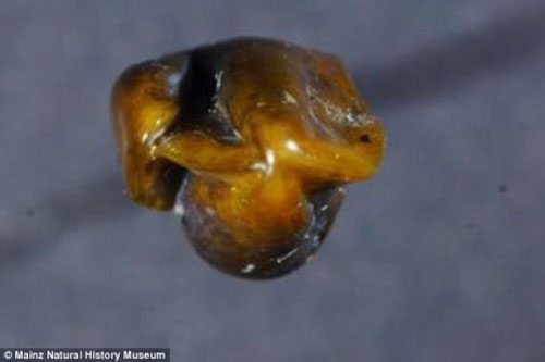 Lịch sử loài người có phải viết lại bởi cặp răng niên đại 9,7 triệu năm tuổi?