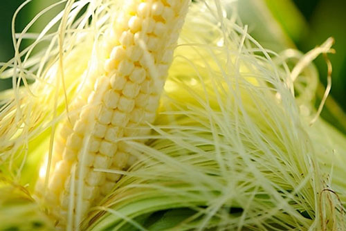 Lợi ích bất ngờ của râu ngô đối với sức khỏe