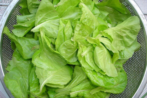 Sai lầm tai hại khi ăn rau xà lách khiến nội tạng bị phá hủy, 'rước' ung thư vào người