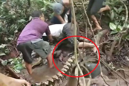 Chật vật giải cứu ngư dân bị trăn khổng lồ quấn chặt