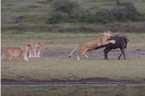 CLIP: Linh dương đầu bò bỏ mạng dưới nanh vuốt đàn sư tử