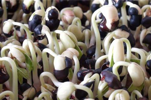 Hướng dẫn cách trồng rau mầm đậu đen tươi ngon, đơn giản tại nhà