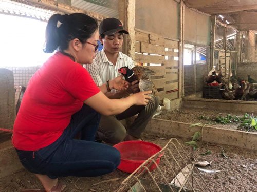 Quảng Trị: Nuôi chim trĩ, 'đút túi' 10 triệu đồng/tháng